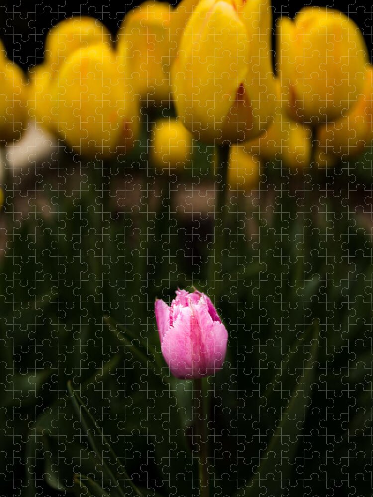 Jay Stockhaus Jigsaw Puzzle featuring the photograph Small Tulip by Jay Stockhaus