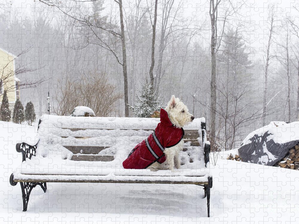 Dog Jigsaw Puzzle featuring the photograph Small White Dog in Snow Storm on Bench by Edward Fielding