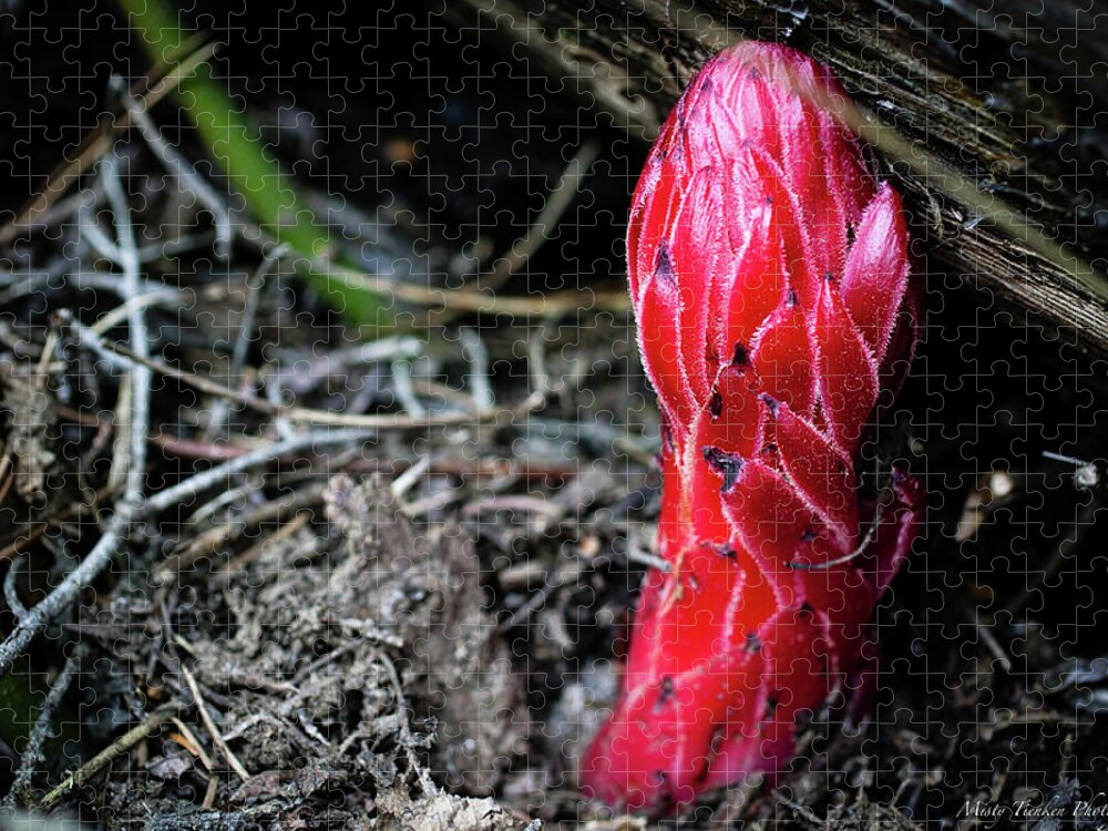 Snow Plant Jigsaw Puzzle featuring the photograph Snow Plant by Misty Tienken