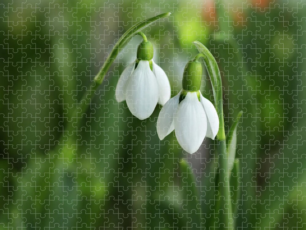 Spring Jigsaw Puzzle featuring the photograph Snowdrops by Mary Jo Allen