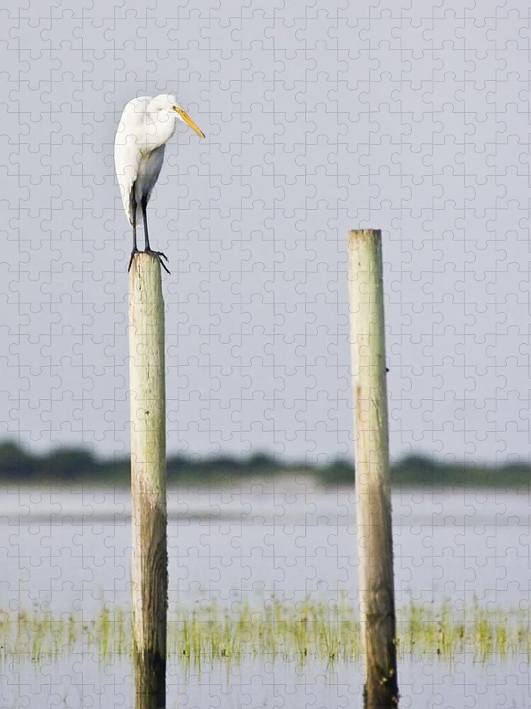 Snowy Jigsaw Puzzle featuring the photograph Snowy Egret on Pilings by Bob Decker