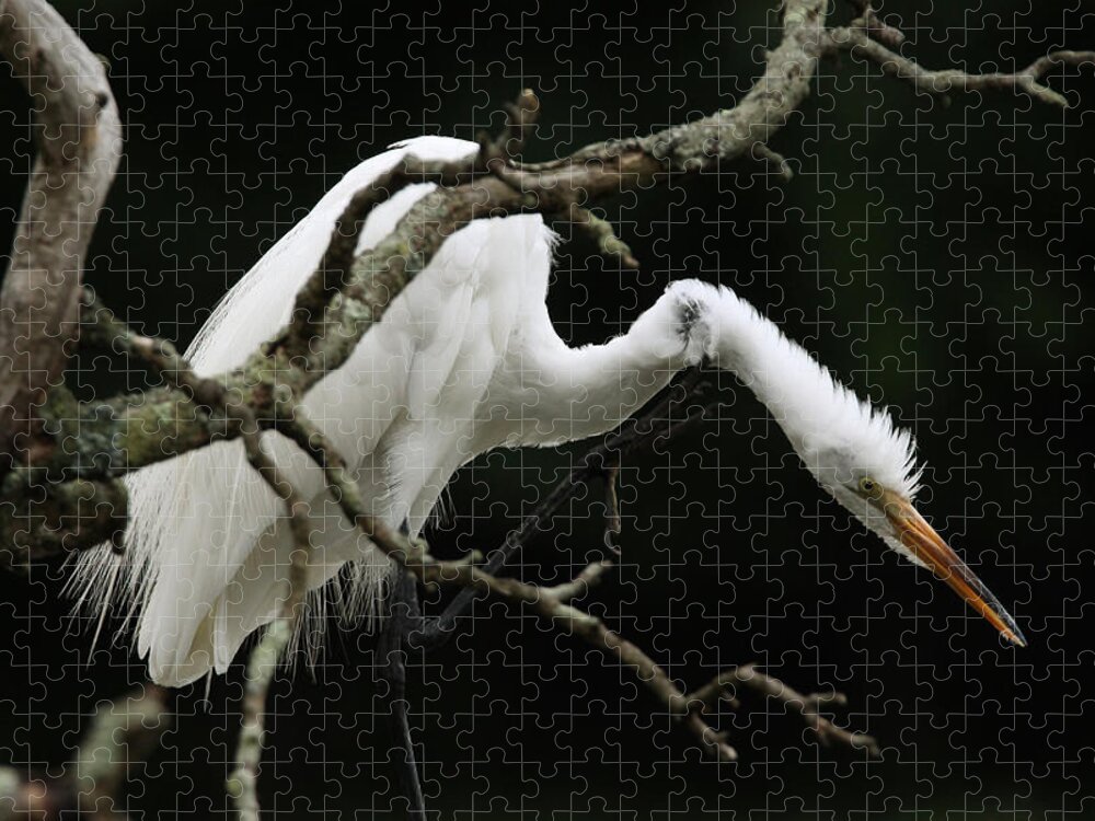 Snowy Egret Jigsaw Puzzle featuring the photograph Snowy Egret Setauket New York by Bob Savage