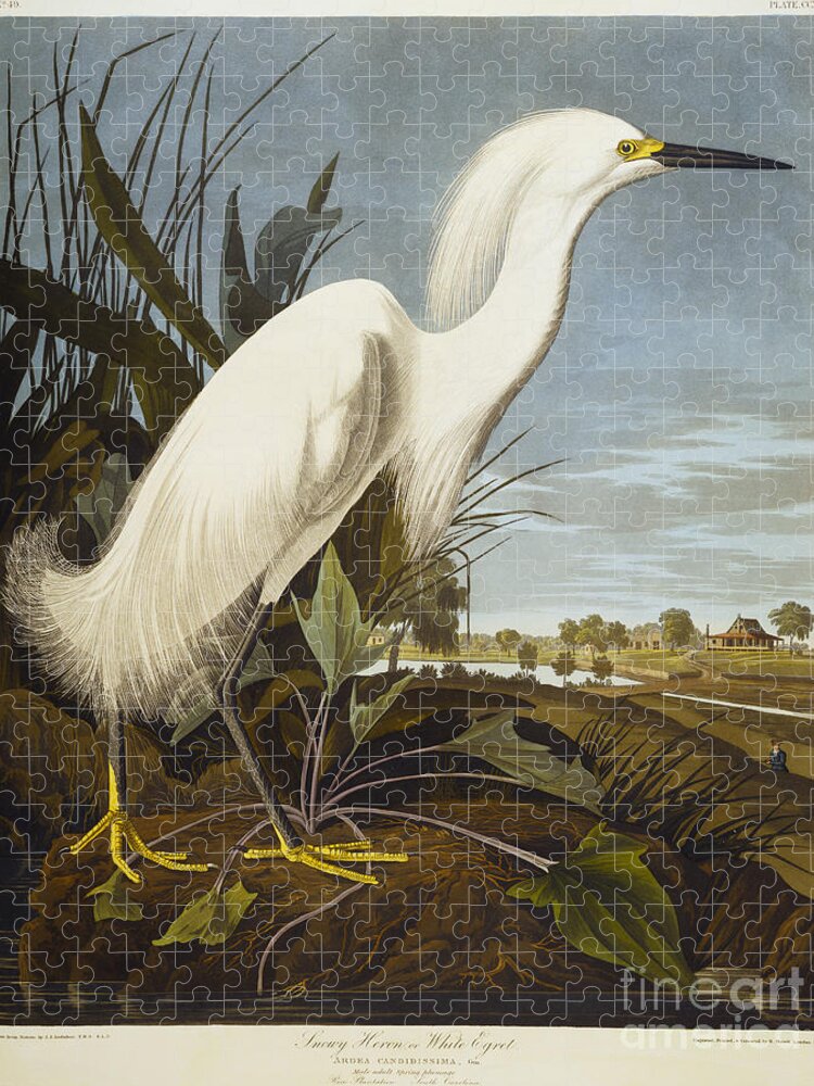 Snowy Heron Or White Egret Jigsaw Puzzle featuring the drawing Snowy Heron by John James Audubon