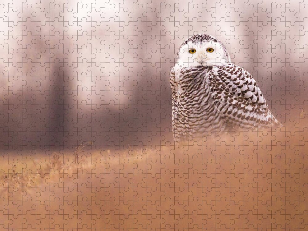 Owl Jigsaw Puzzle featuring the photograph Snowy Owl by Holly Ross