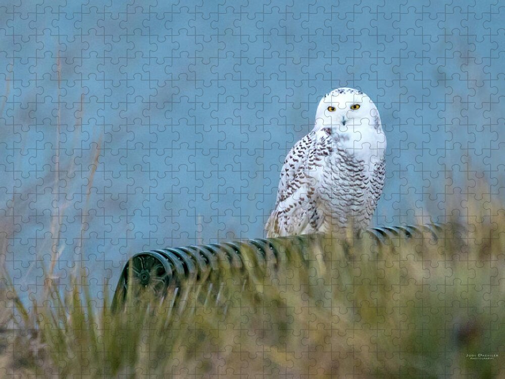 Snowy Owls Jigsaw Puzzle featuring the photograph Snowy Owl on a park bench by Judi Dressler
