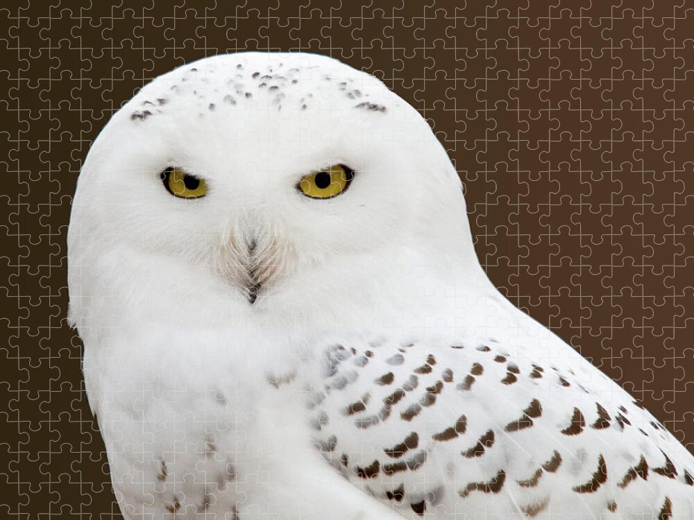 Snowy Owl Jigsaw Puzzle featuring the photograph Snowy Owl by Steve Stuller