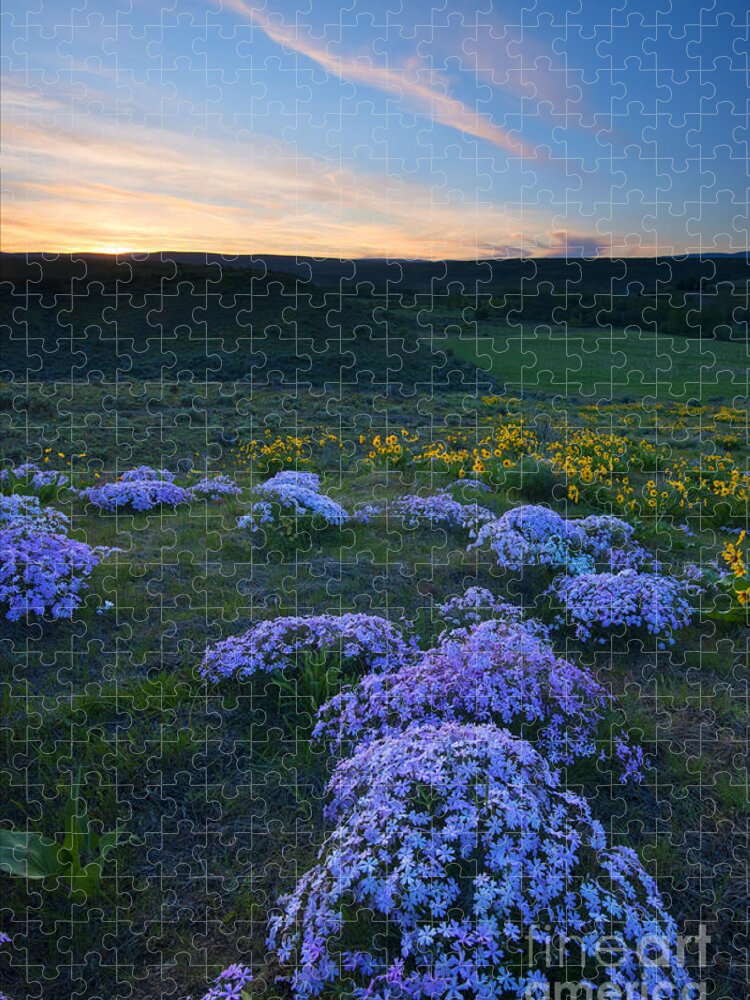 Snowy Phlox Jigsaw Puzzle featuring the photograph Snowy Phlox Sunset by Michael Dawson