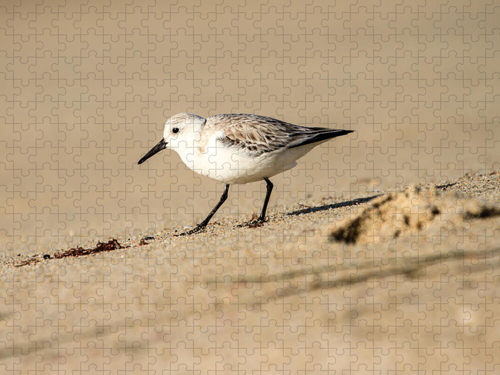  Bird Jigsaw Puzzle featuring the photograph Sanderling by Ben Graham