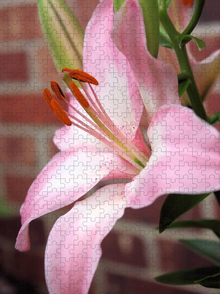 Flower Jigsaw Puzzle featuring the photograph So Soft Lily by Diane Lindon Coy