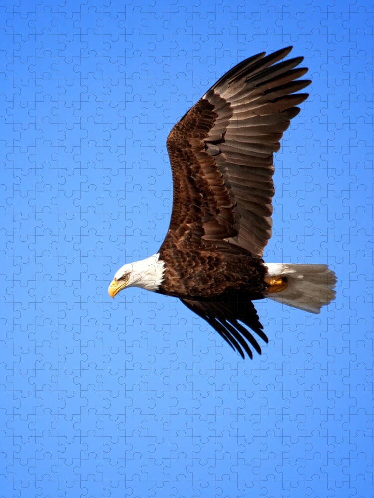 Bald Eagle Jigsaw Puzzle featuring the photograph Soaring Bald Eagle by Al Mueller