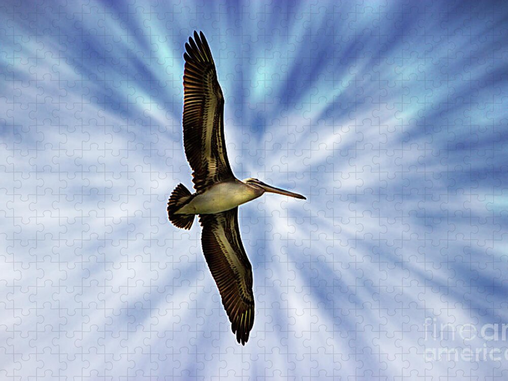 Pelican Jigsaw Puzzle featuring the photograph Soaring With Ease At Puerto Lopez by Al Bourassa