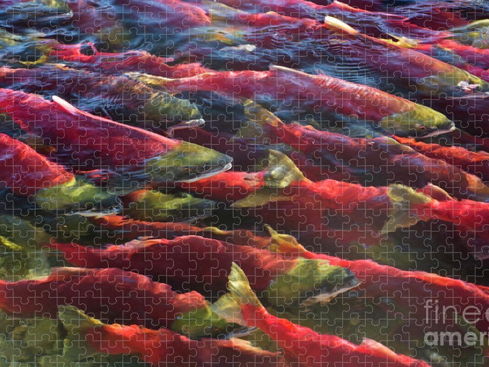 00451890 Jigsaw Puzzle featuring the photograph Sockeye Salmon Adams River by Yva Momatiuk John Eastcott