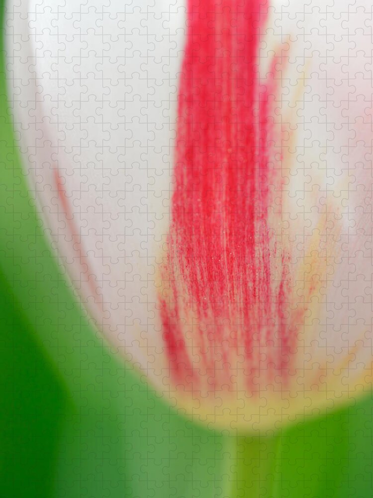 Tulip Jigsaw Puzzle featuring the photograph Soft and tender Tulip closeup red white green by Matthias Hauser