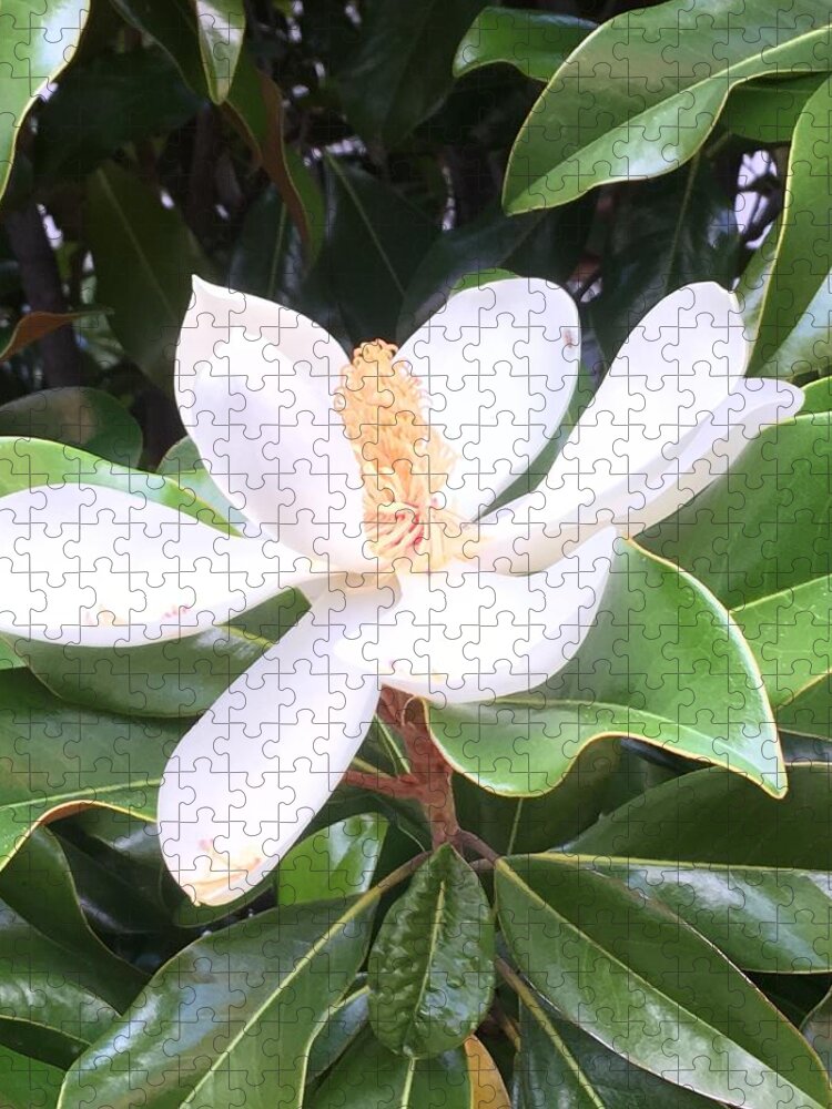 Magnolia Jigsaw Puzzle featuring the photograph Soft Magnolia by Pamela Henry