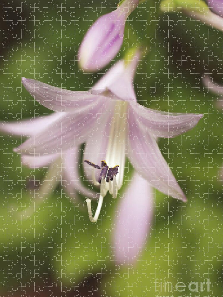 Hosta Jigsaw Puzzle featuring the photograph Softened Hosta Bloom Botanical / Nature / Floral Photograph by PIPA Fine Art - Simply Solid