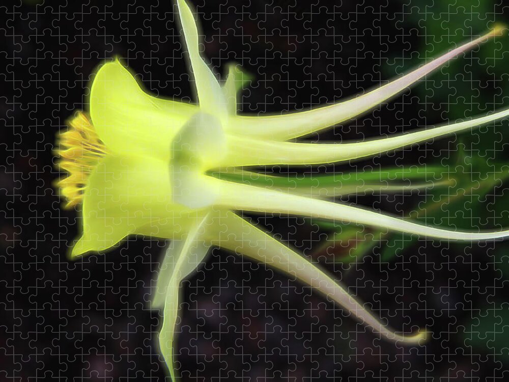 Columbine Jigsaw Puzzle featuring the photograph Softly Yellow by Judy Vincent