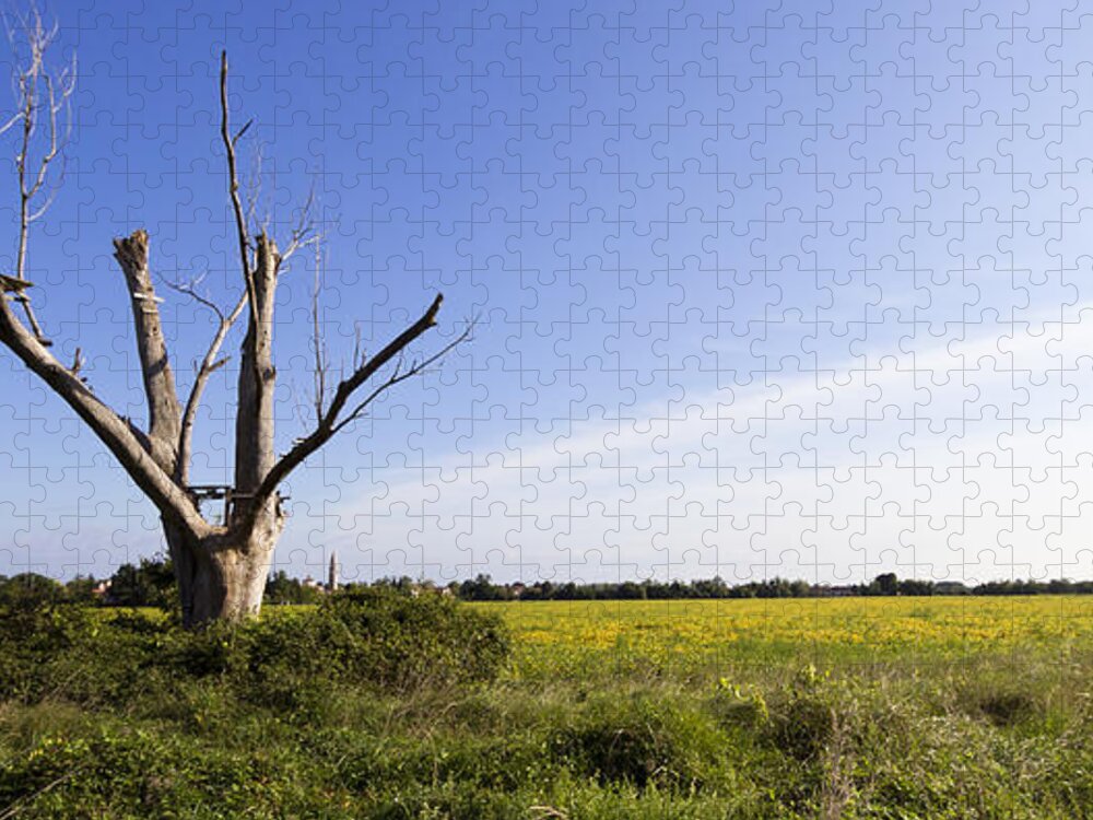 Italian Countryside Jigsaw Puzzle featuring the photograph Solitary tree by Helga Novelli