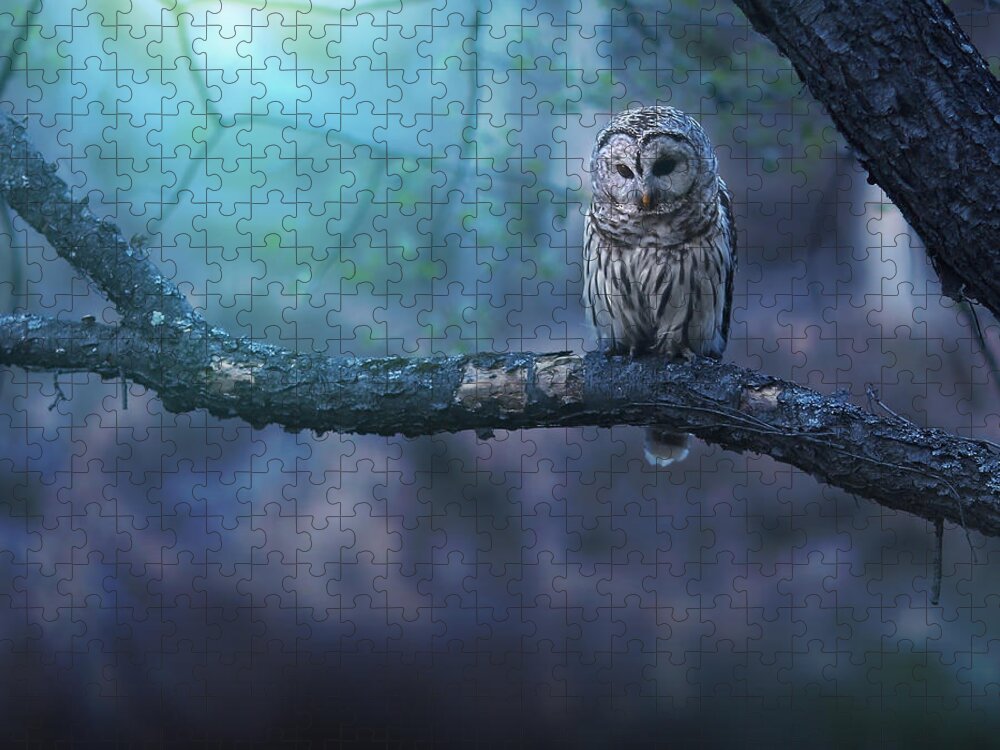 Owl Jigsaw Puzzle featuring the photograph Solitude - Square by Rob Blair