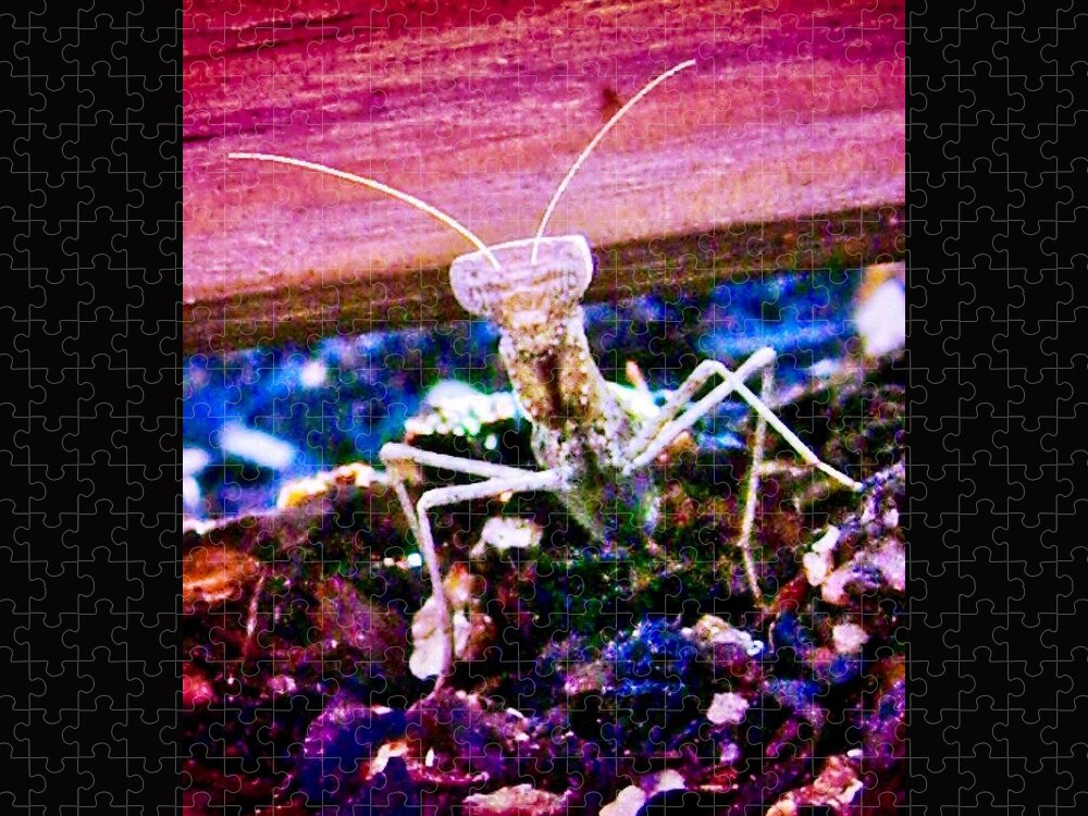 Arizona Jigsaw Puzzle featuring the photograph Sonoran Desert Ground Mantis by Judy Kennedy