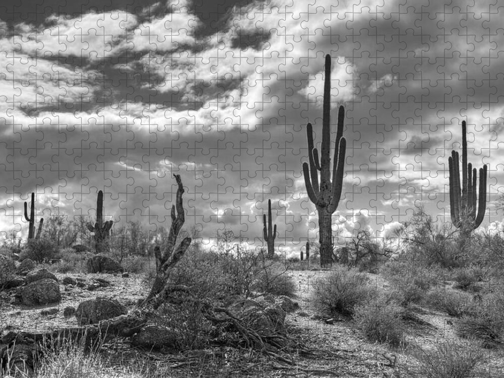 Sonoran Desert Jigsaw Puzzle featuring the photograph Sonoran Desert in Black and White by Saija Lehtonen