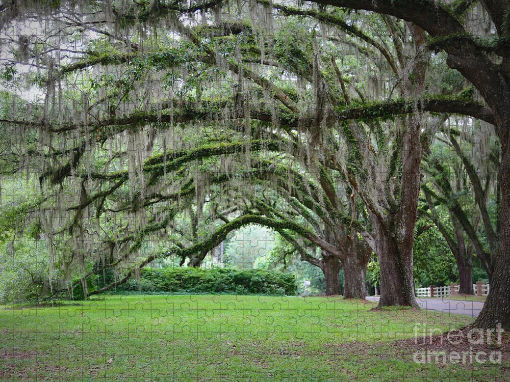 Live Oaks Jigsaw Puzzle featuring the photograph Southern Grace by Carol Groenen