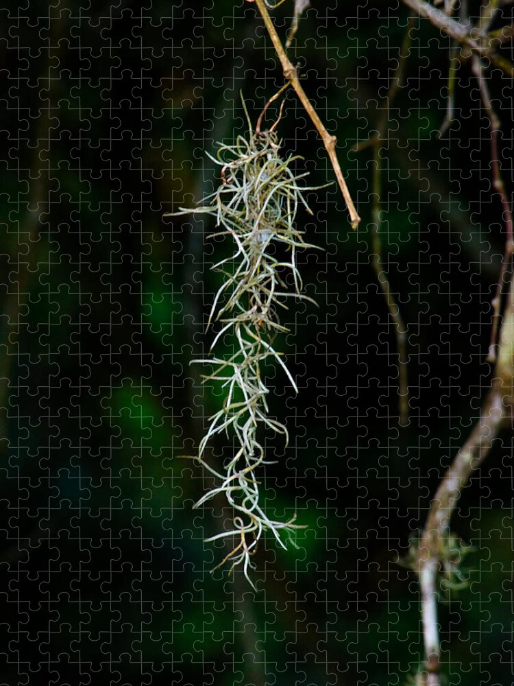 Moss Jigsaw Puzzle featuring the photograph Spanish moss by Tikvah's Hope