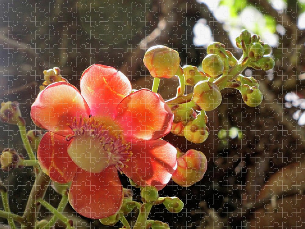 Flower Jigsaw Puzzle featuring the photograph Sparkle by David Bader