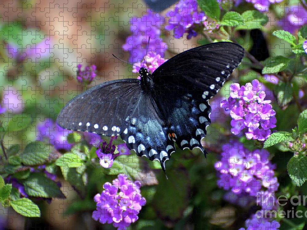 Denise Bruchman Jigsaw Puzzle featuring the photograph Spicebush Swallowtail Butterfly II by Denise Bruchman