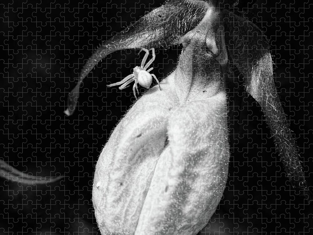 Ladyslipper Jigsaw Puzzle featuring the photograph Spider And Ladyslipper by Sue Capuano
