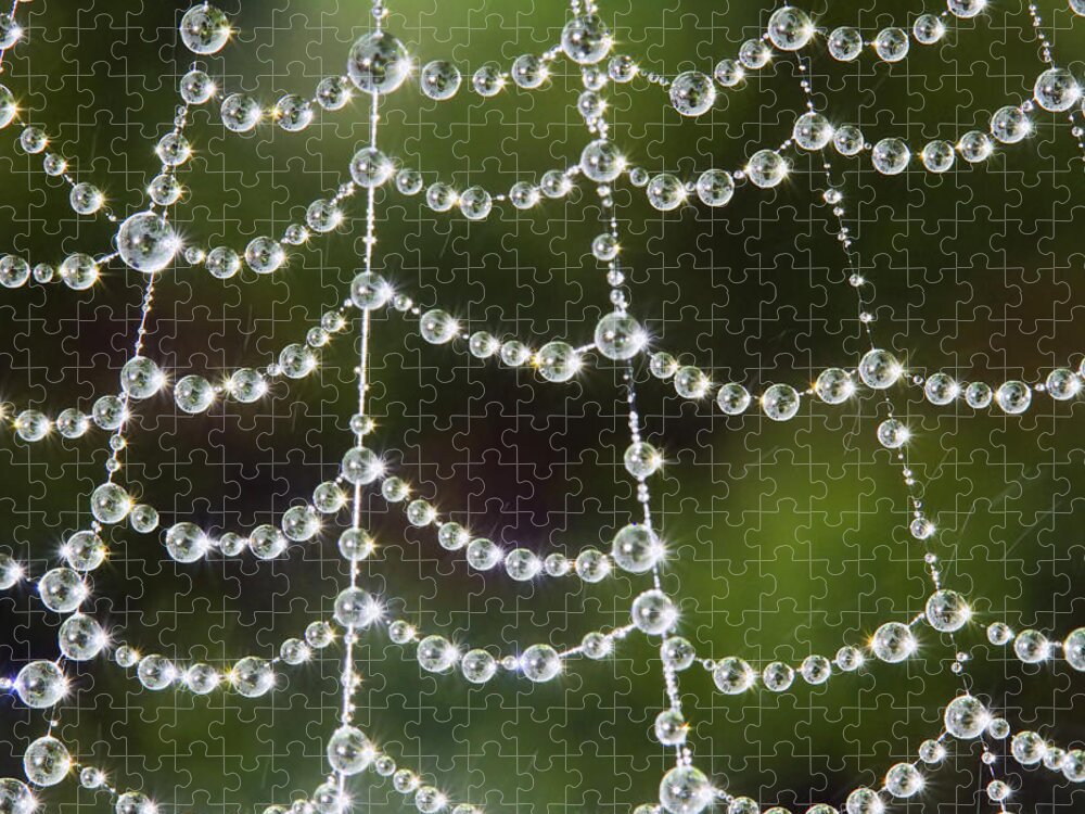Spider Web Jigsaw Puzzle featuring the photograph Spider web decorated by morning fog by William Lee