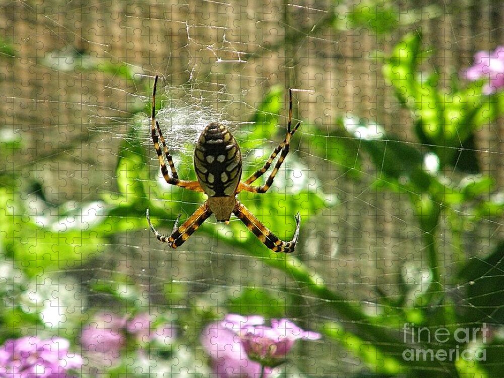 Spider With Big Abdomen Jigsaw Puzzle featuring the photograph Spider With Nice Abs by Leah McPhail