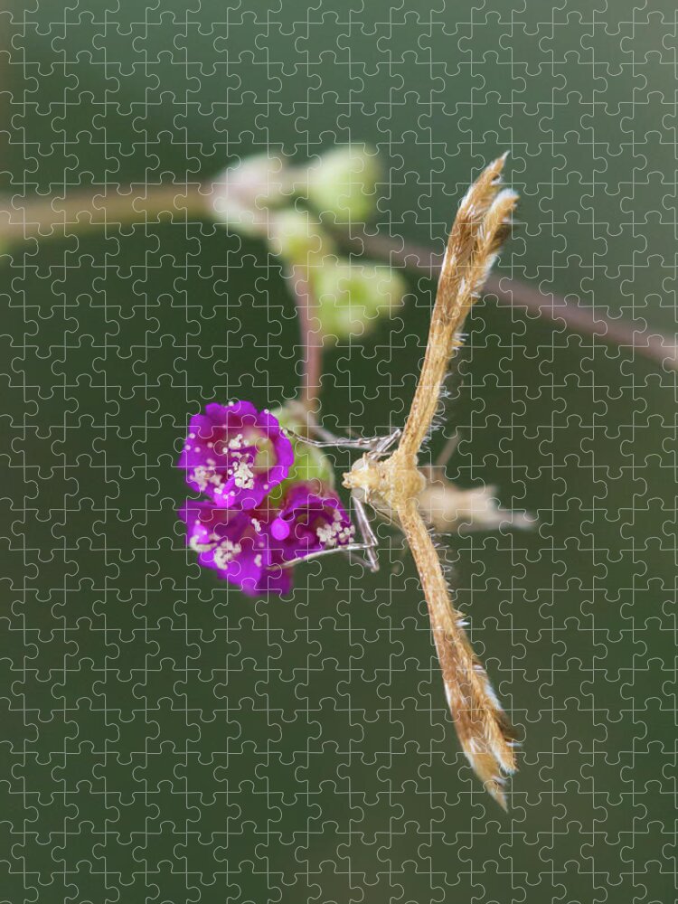 Moth Jigsaw Puzzle featuring the photograph Spiderling Plume Moth on Wineflower by Paul Rebmann