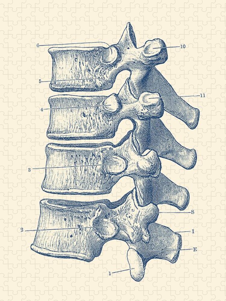 Spine Jigsaw Puzzle featuring the drawing Spinal Cord - Vertebrae View - Vintage Anatomy Print by Vintage Anatomy Prints