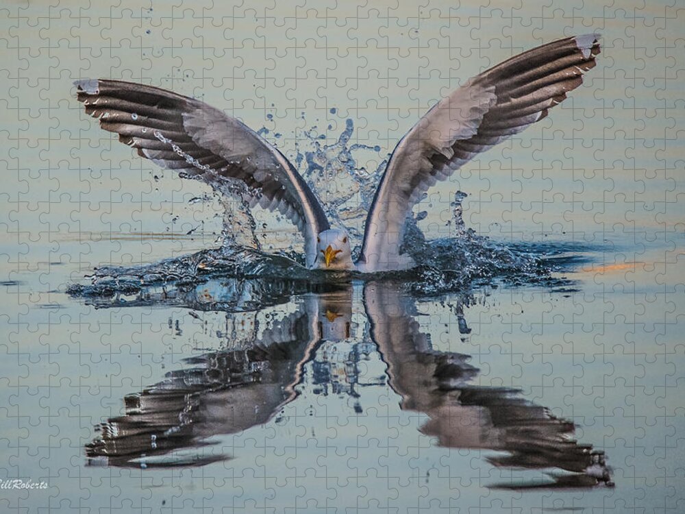 Gull Seabird Splash Monterey County Moss Landing Central California Coast Birds Wildlife Nature Flight Jigsaw Puzzle featuring the photograph Splish-Splash by Bill Roberts