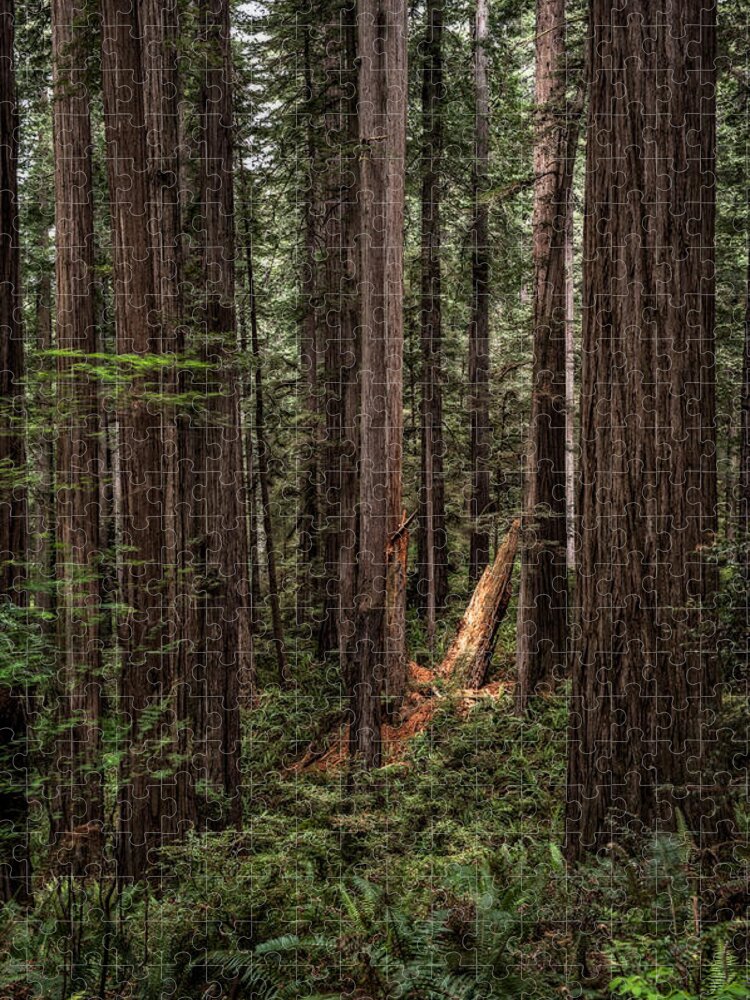 Spotlight On The Redwoods Jigsaw Puzzle featuring the photograph Spotlight in the Redwoods  by George Buxbaum