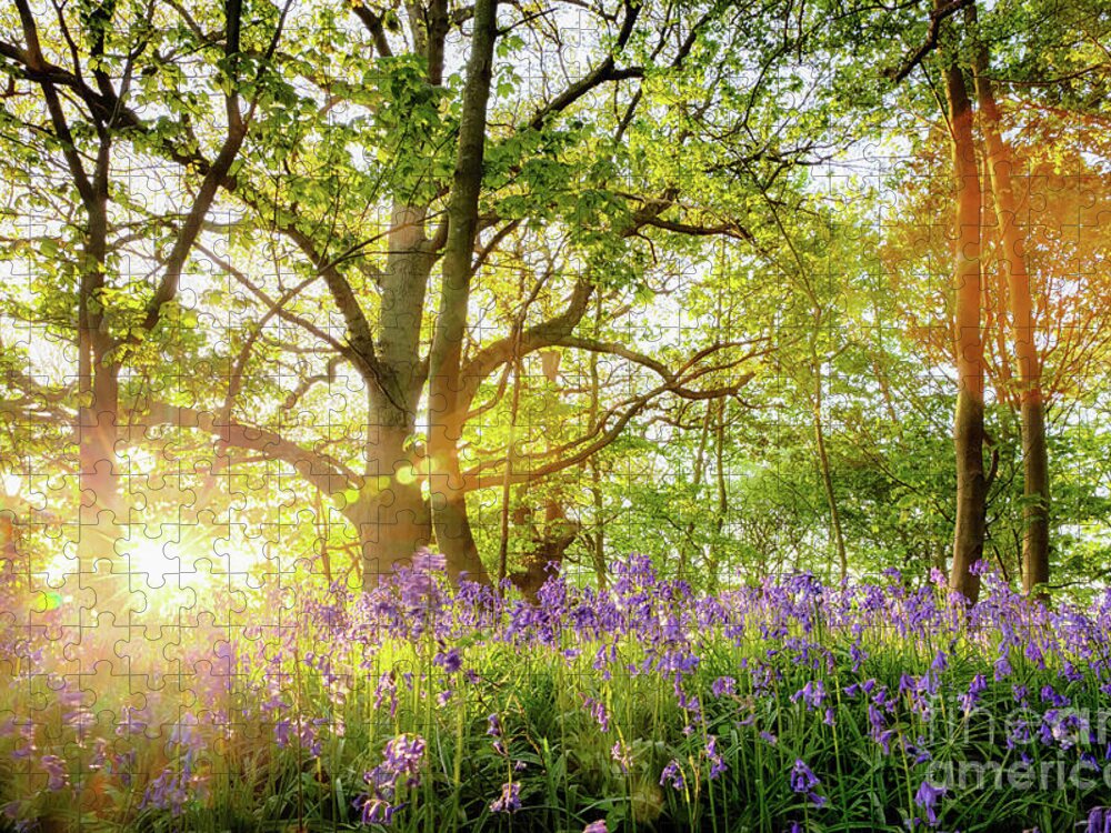 Sunrise Jigsaw Puzzle featuring the photograph Spring bluebell forest with beautiful sunrise in Norfolk by Simon Bratt