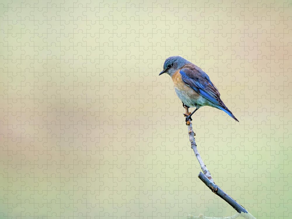 Spring Jigsaw Puzzle featuring the photograph Spring Bluebird by Steph Gabler