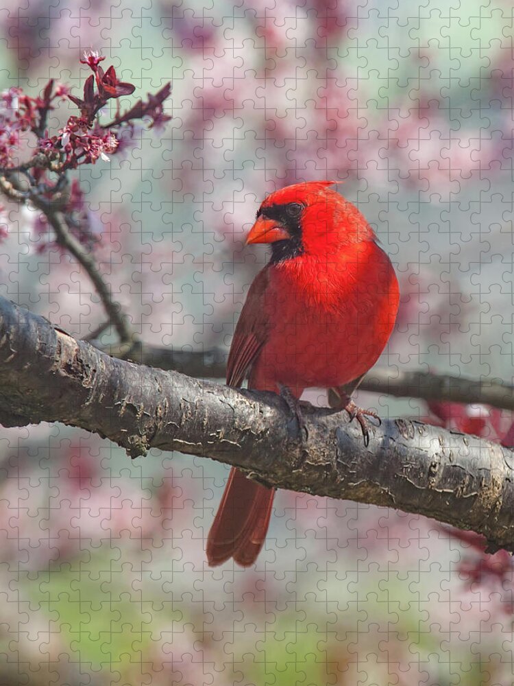 Cardinal Jigsaw Puzzle featuring the photograph Spring Cardinal 2 by Lara Ellis