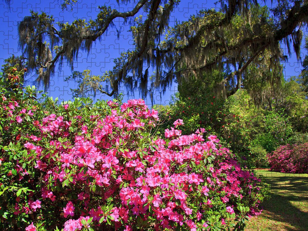Pink Jigsaw Puzzle featuring the photograph Spring in the South by Jill Lang