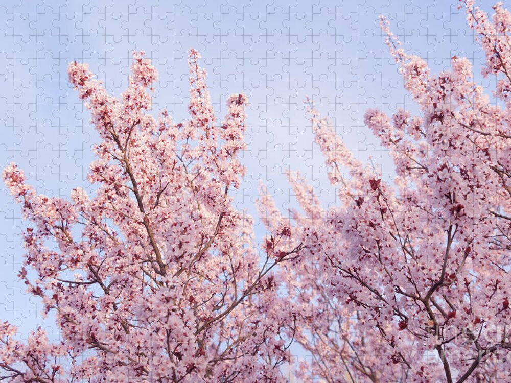 Spring Jigsaw Puzzle featuring the photograph Spring is in The Air by Ana V Ramirez