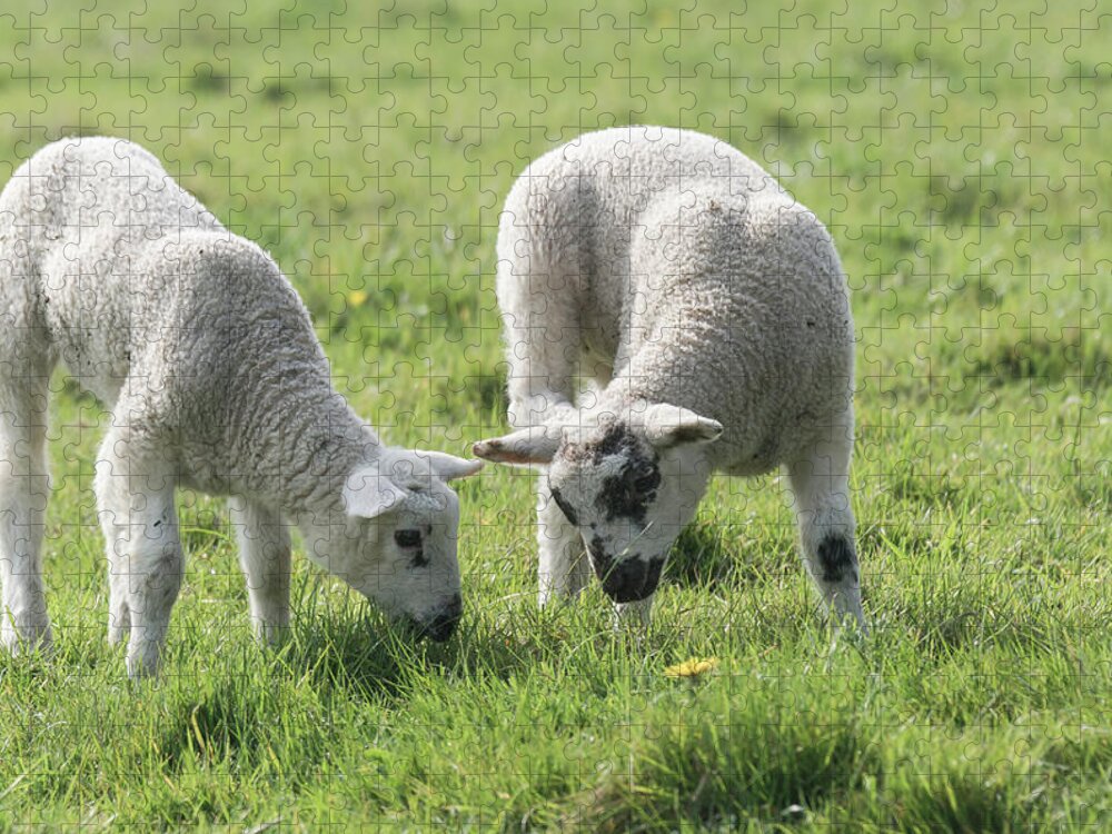 Spring Jigsaw Puzzle featuring the photograph Spring Lambs by Scott Carruthers