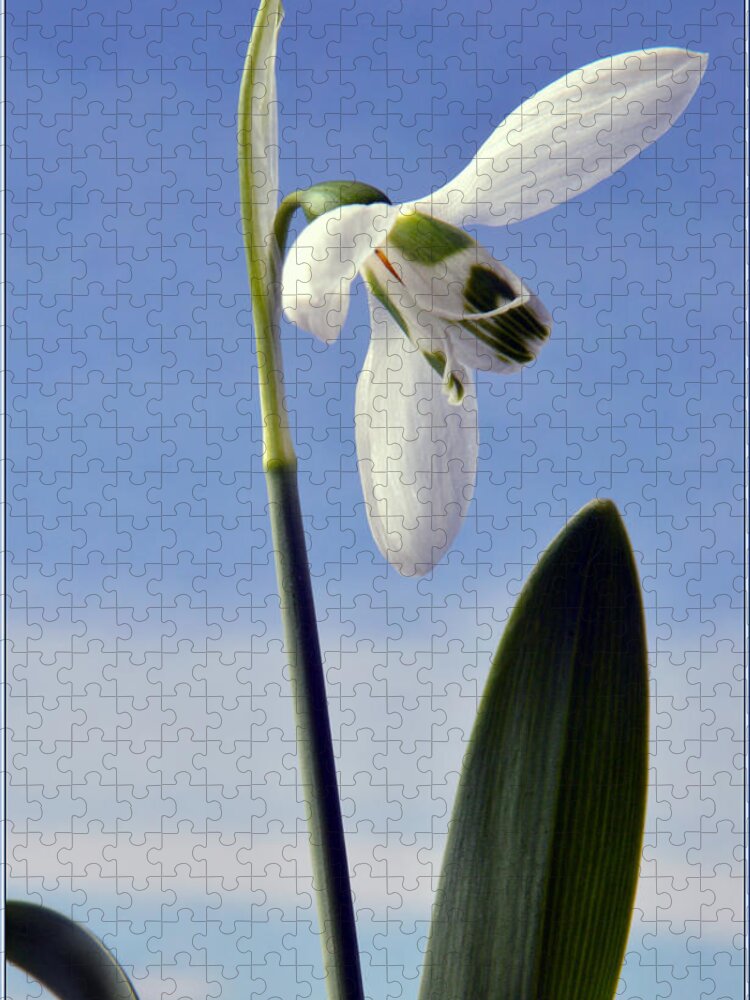 Snowdrop Jigsaw Puzzle featuring the photograph Spring Snowdrop by Terence Davis
