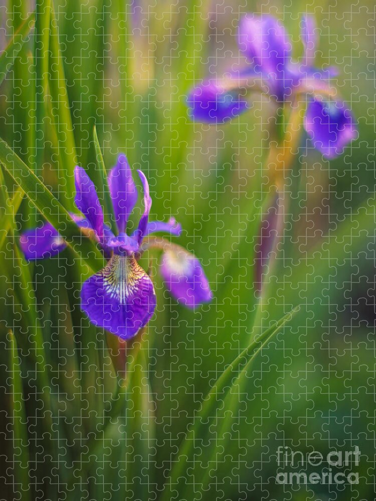 Iris Jigsaw Puzzle featuring the photograph Springs Irises Beauty by Mike Reid