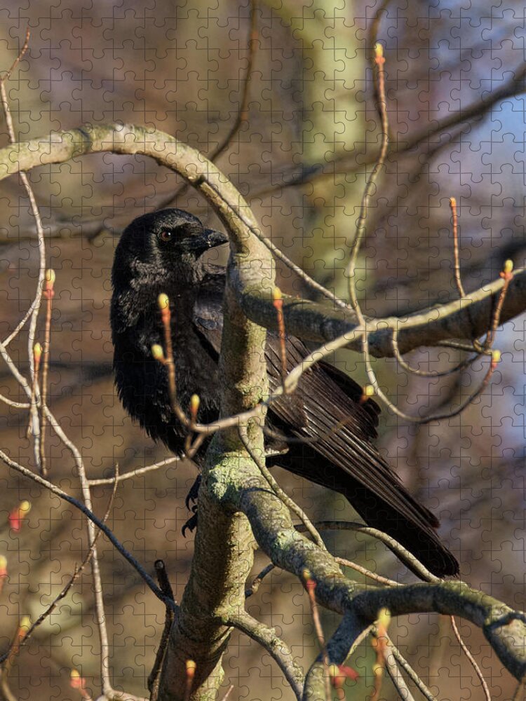 Crow Jigsaw Puzzle featuring the photograph Springtime Crow by Bill Wakeley