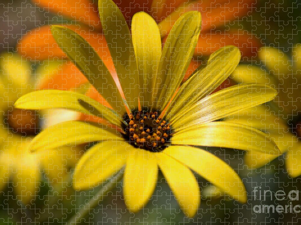 Yellow Daisies Jigsaw Puzzle featuring the photograph Springtime in the Desert by Deb Halloran
