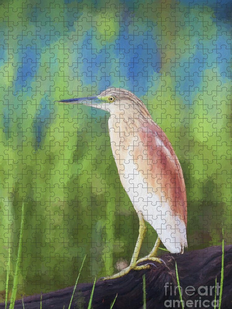 Ardeola Ralloides Jigsaw Puzzle featuring the digital art Squacco Heron Ardeola ralloides by Liz Leyden