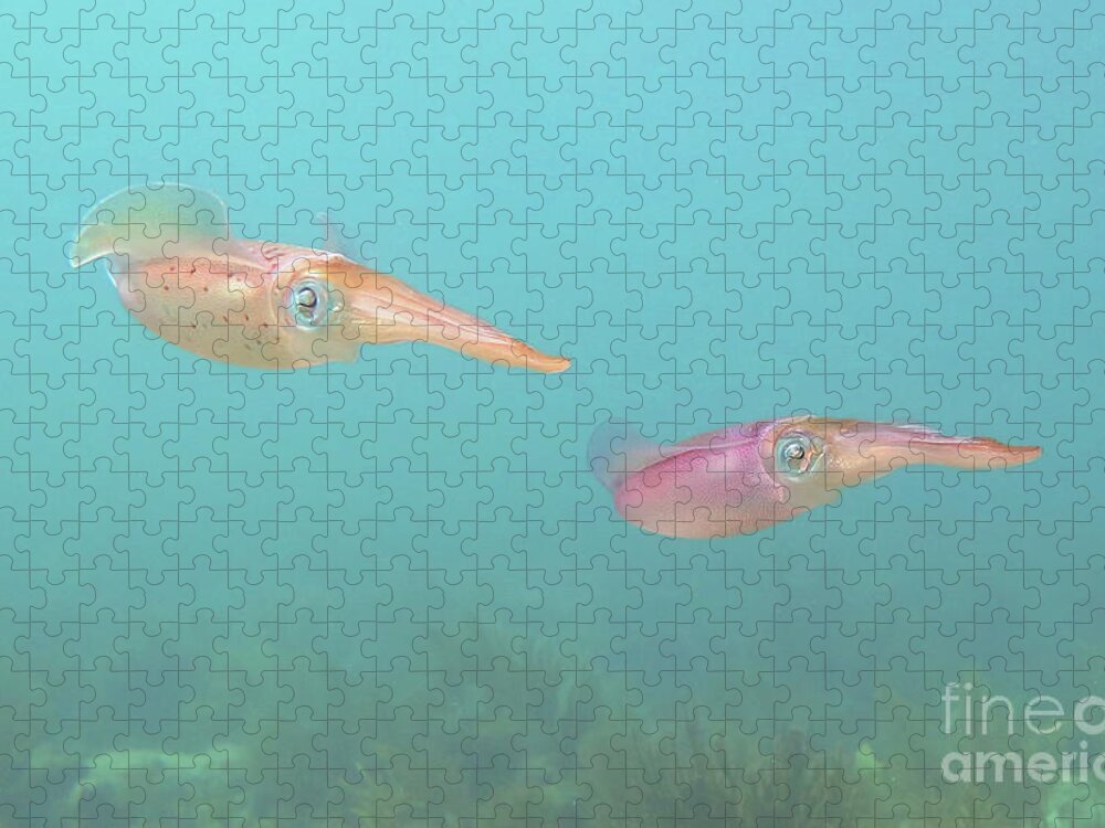Underwater Jigsaw Puzzle featuring the photograph Squid by Daryl Duda