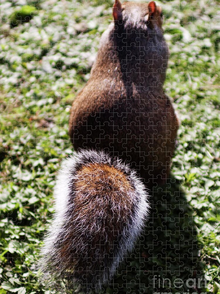 Squirrel Jigsaw Puzzle featuring the photograph Squirrel s back by Agusti Pardo Rossello