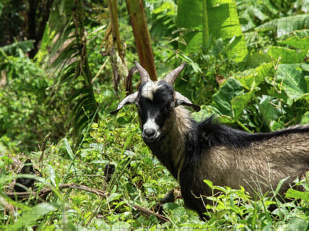 Goat Jigsaw Puzzle featuring the photograph St Lucia Goat by Nicole Freedman