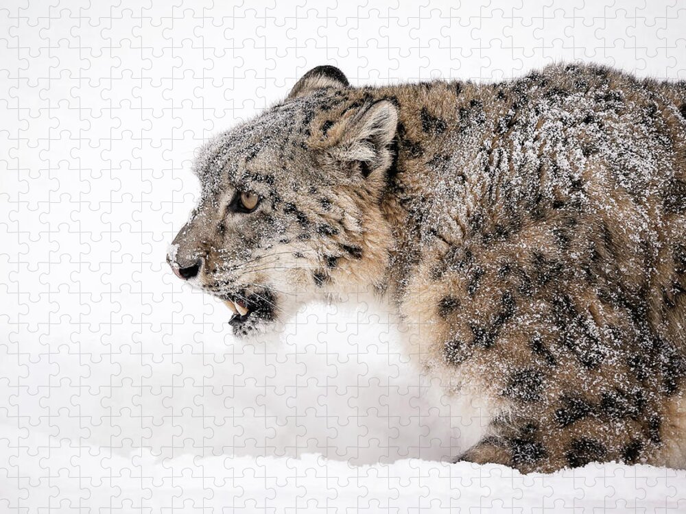 Snow Leopard Jigsaw Puzzle featuring the photograph Stalking Snow Leopard by Athena Mckinzie